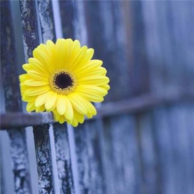 上下分的捕鱼app手机app下载