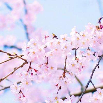 安博APP官网下载地址